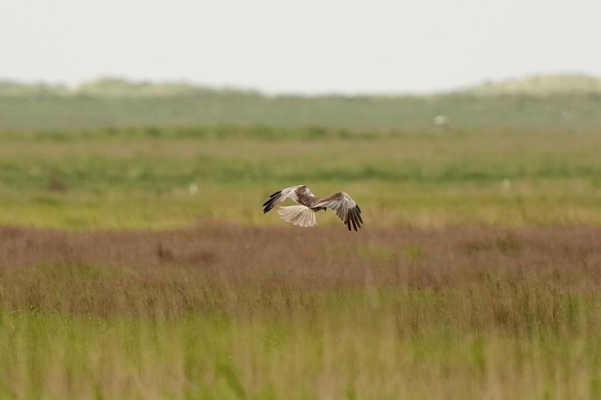 Western Marsh Harrier - ML620825830