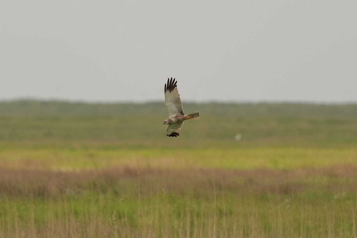 Western Marsh Harrier - ML620825831