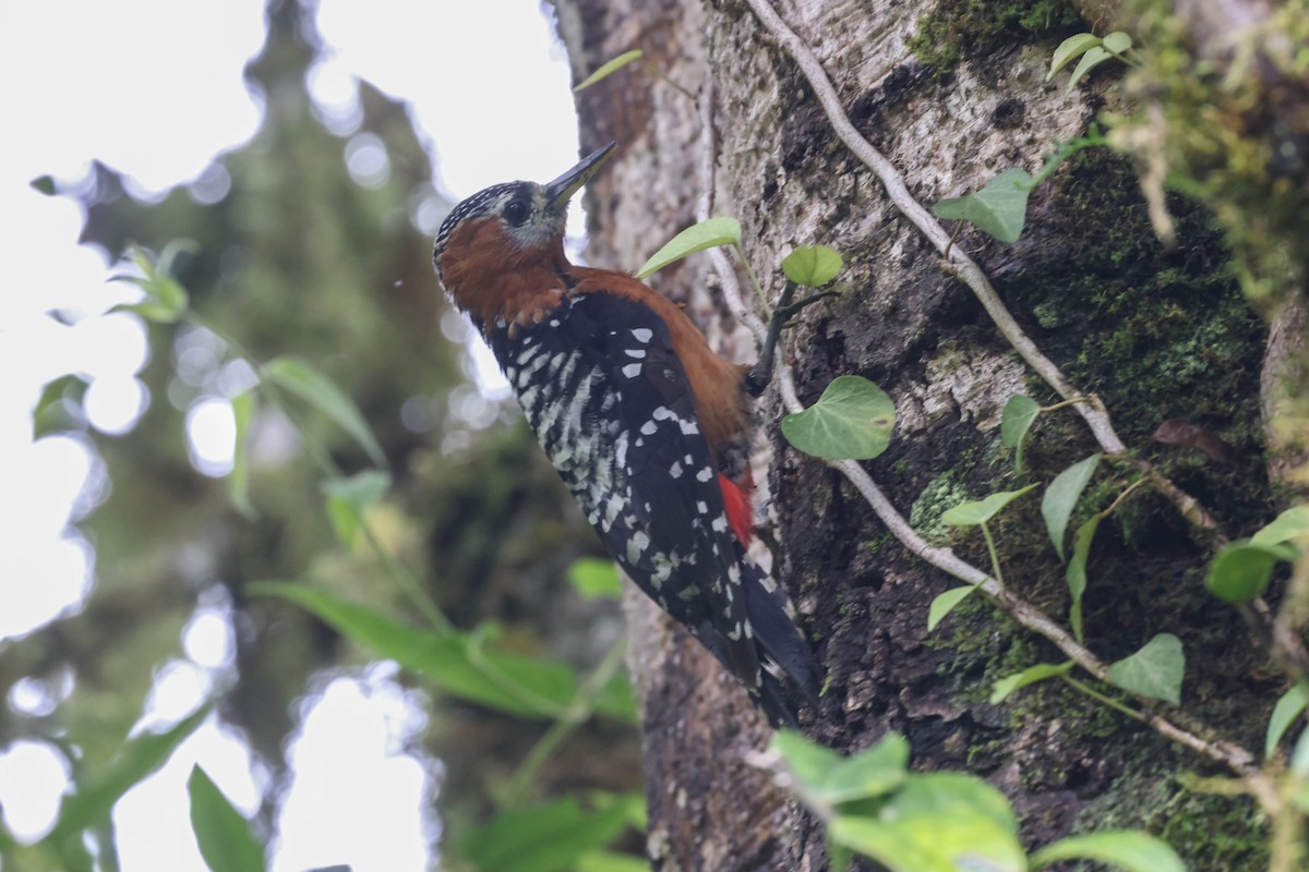 Rufous-bellied Woodpecker - ML620825837