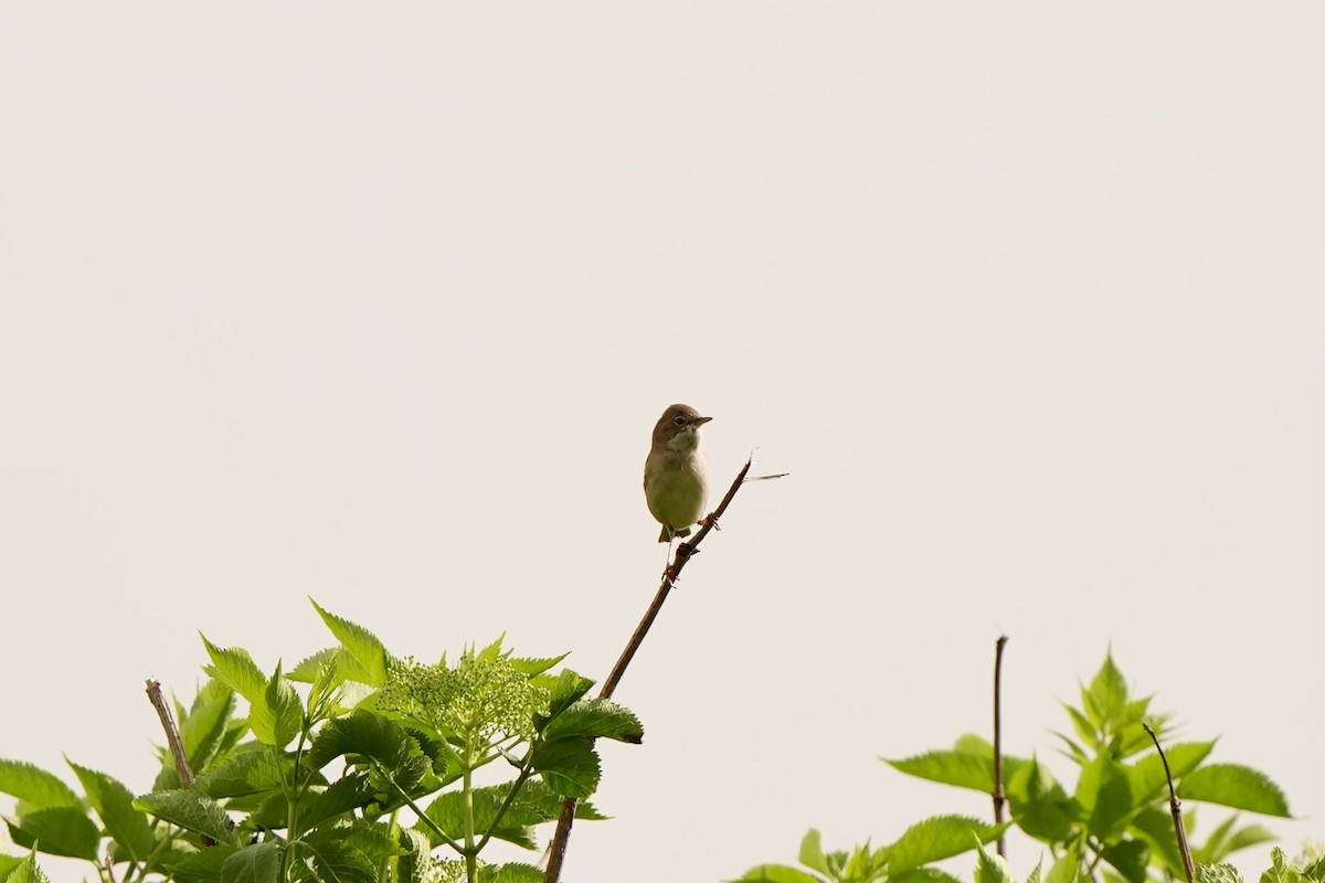 Greater Whitethroat - ML620825838