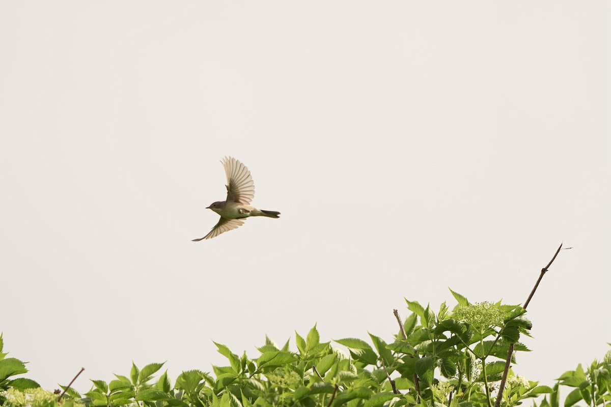 Greater Whitethroat - ML620825839