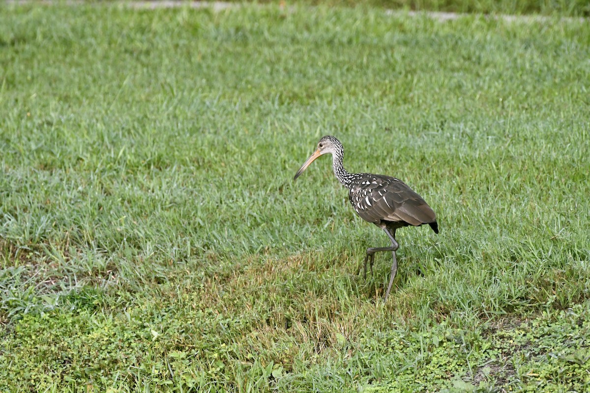 Limpkin - ML620825840