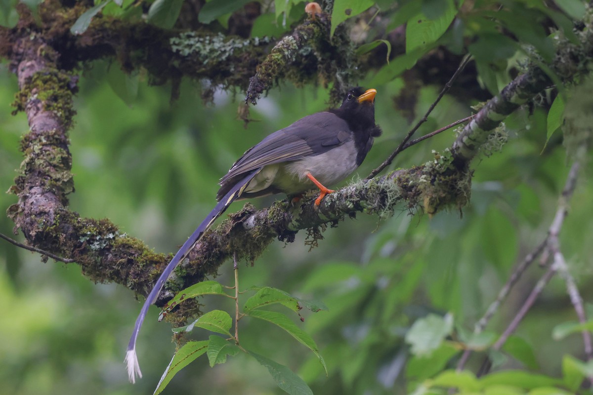 Yellow-billed Blue-Magpie - ML620825841