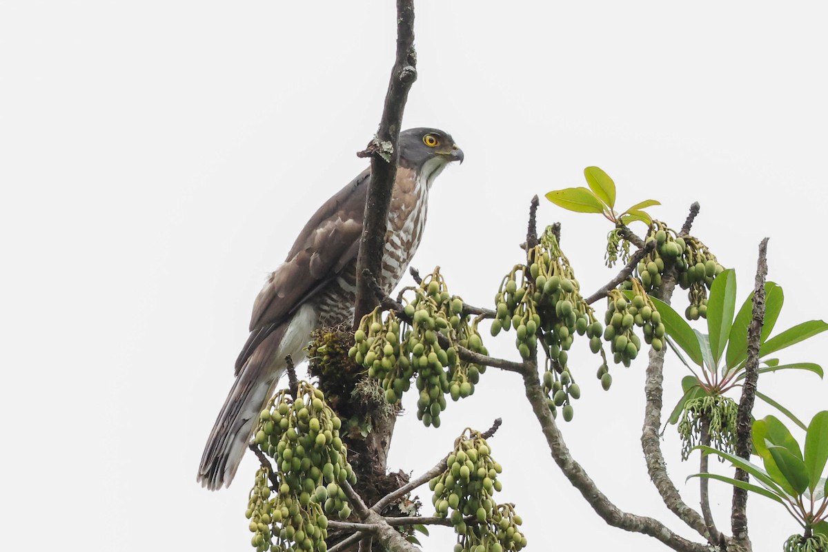 Crested Goshawk - ML620825842