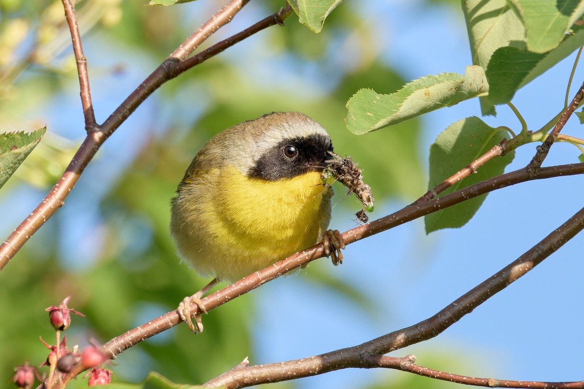 Common Yellowthroat - ML620825843