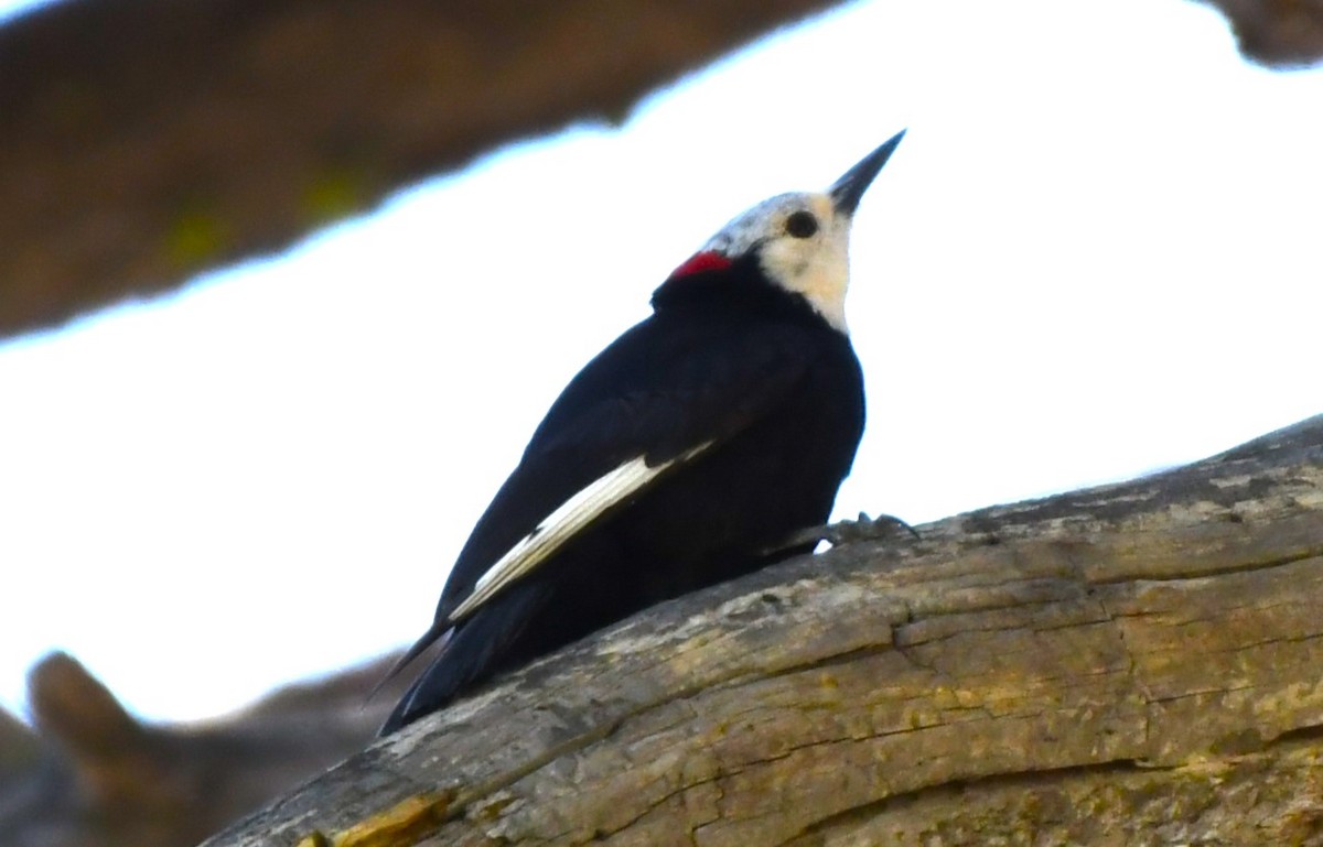 White-headed Woodpecker - ML620825844