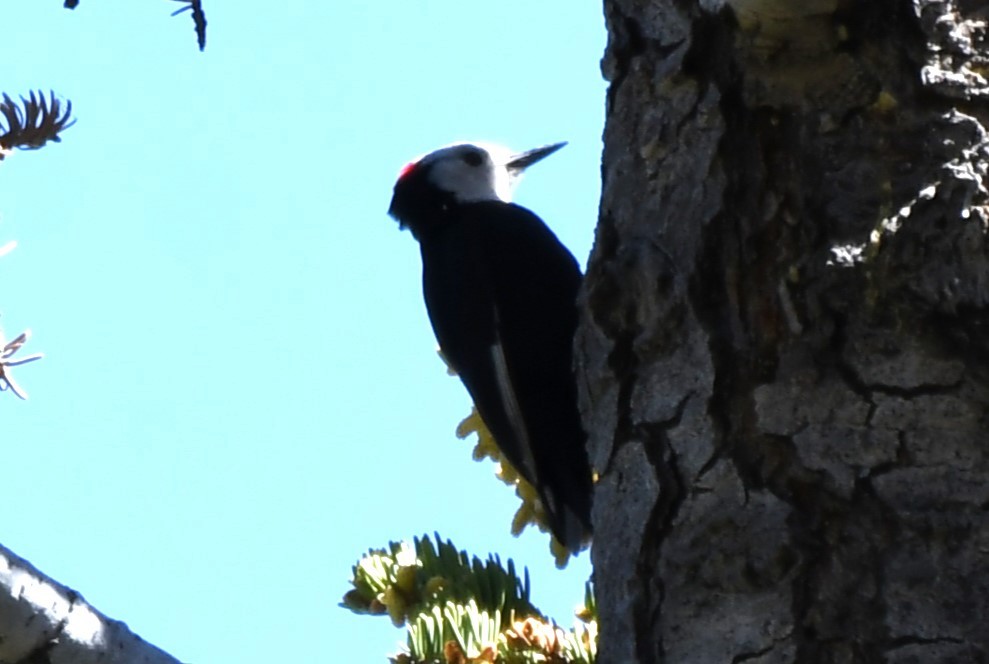 White-headed Woodpecker - ML620825845