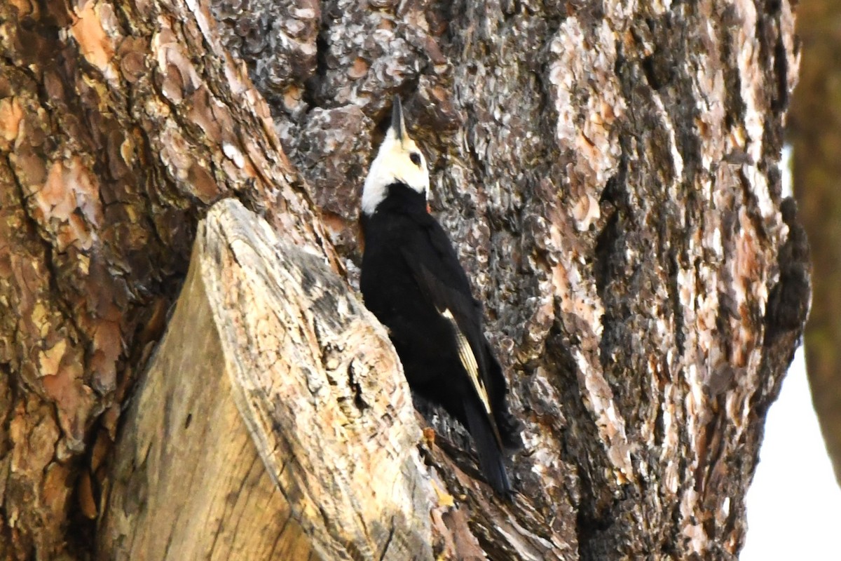 White-headed Woodpecker - ML620825846