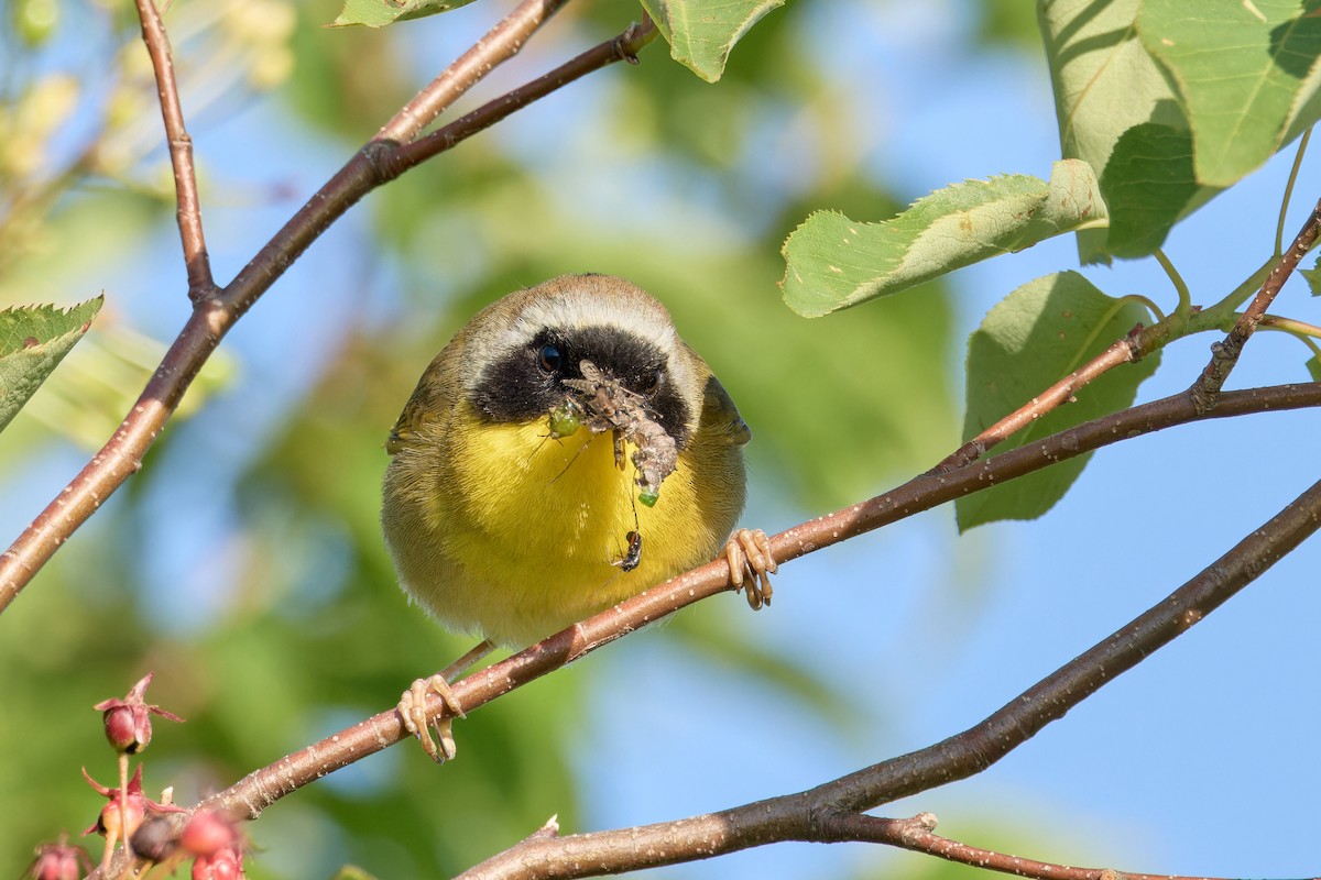 Common Yellowthroat - ML620825848