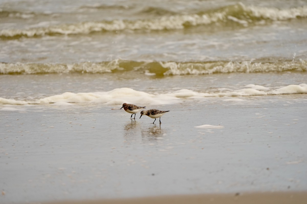 Sanderling - ML620825850