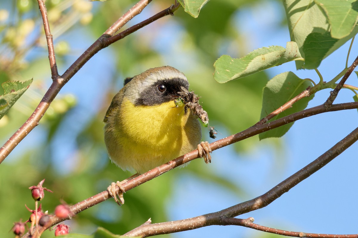 Common Yellowthroat - ML620825851