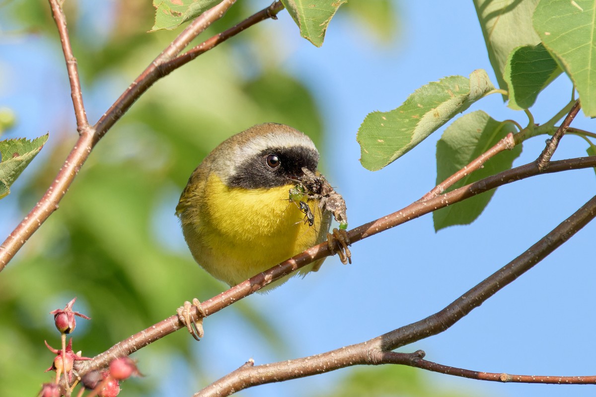 Common Yellowthroat - ML620825852