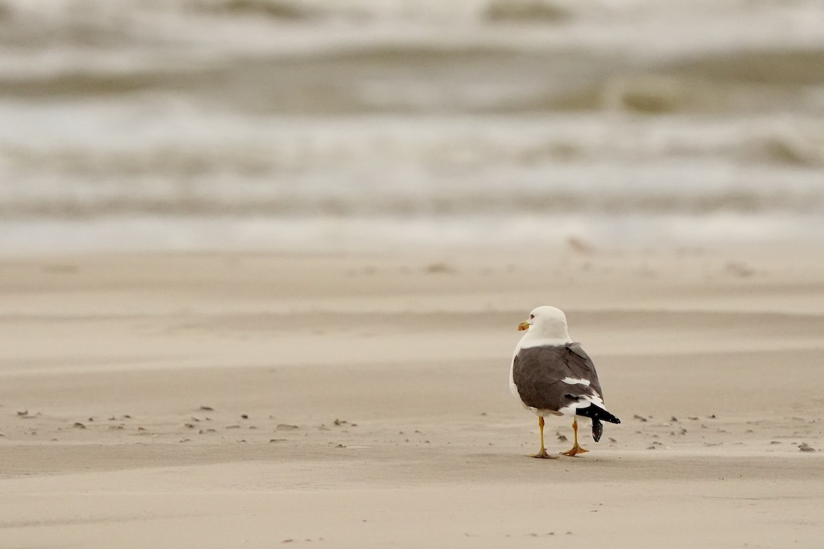 Lesser Black-backed Gull - ML620825855