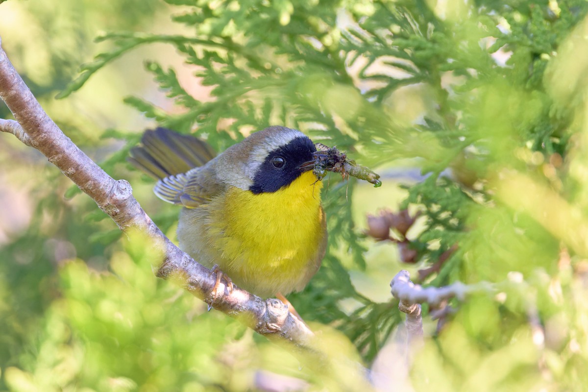 Common Yellowthroat - ML620825856