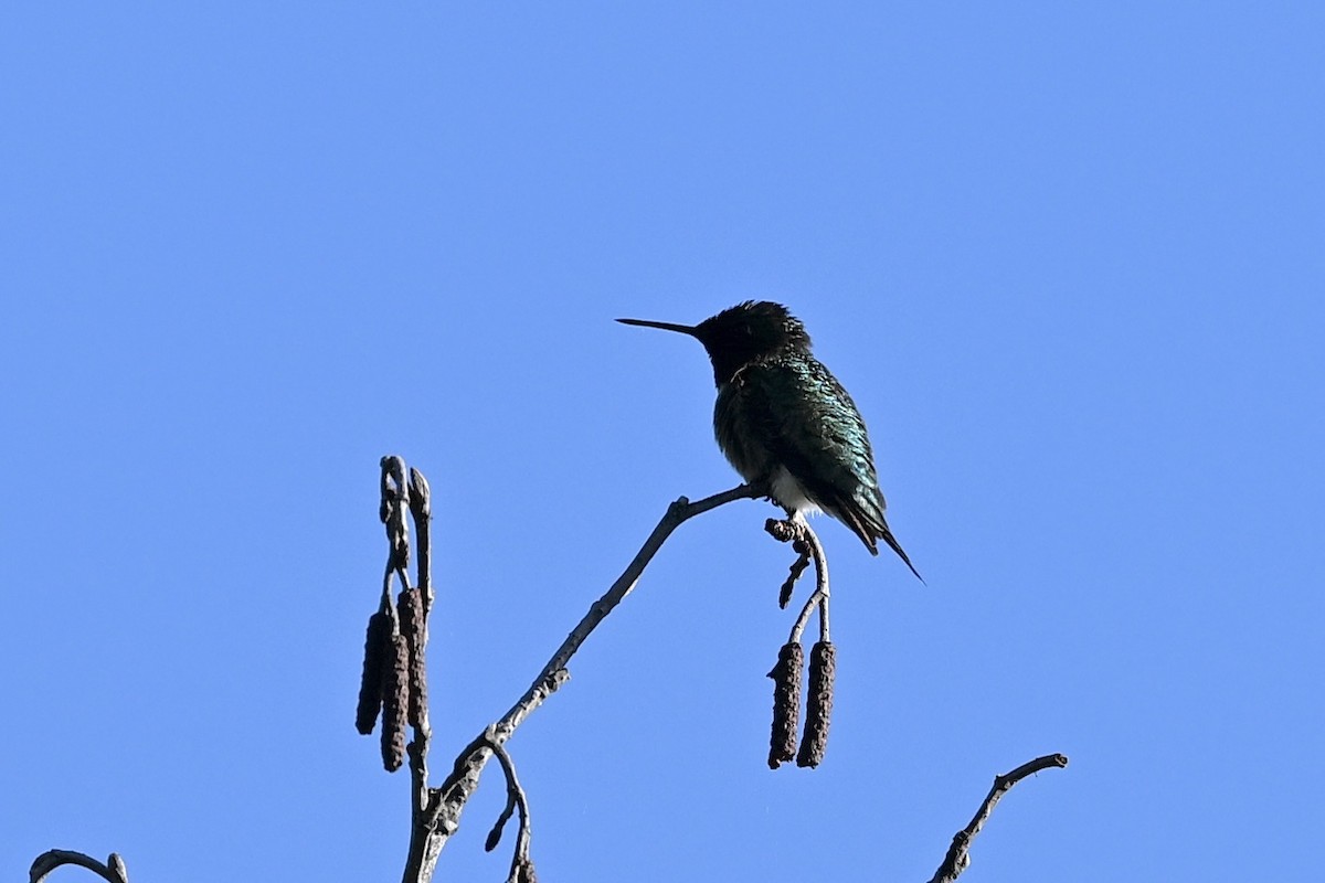 Ruby-throated Hummingbird - ML620825857