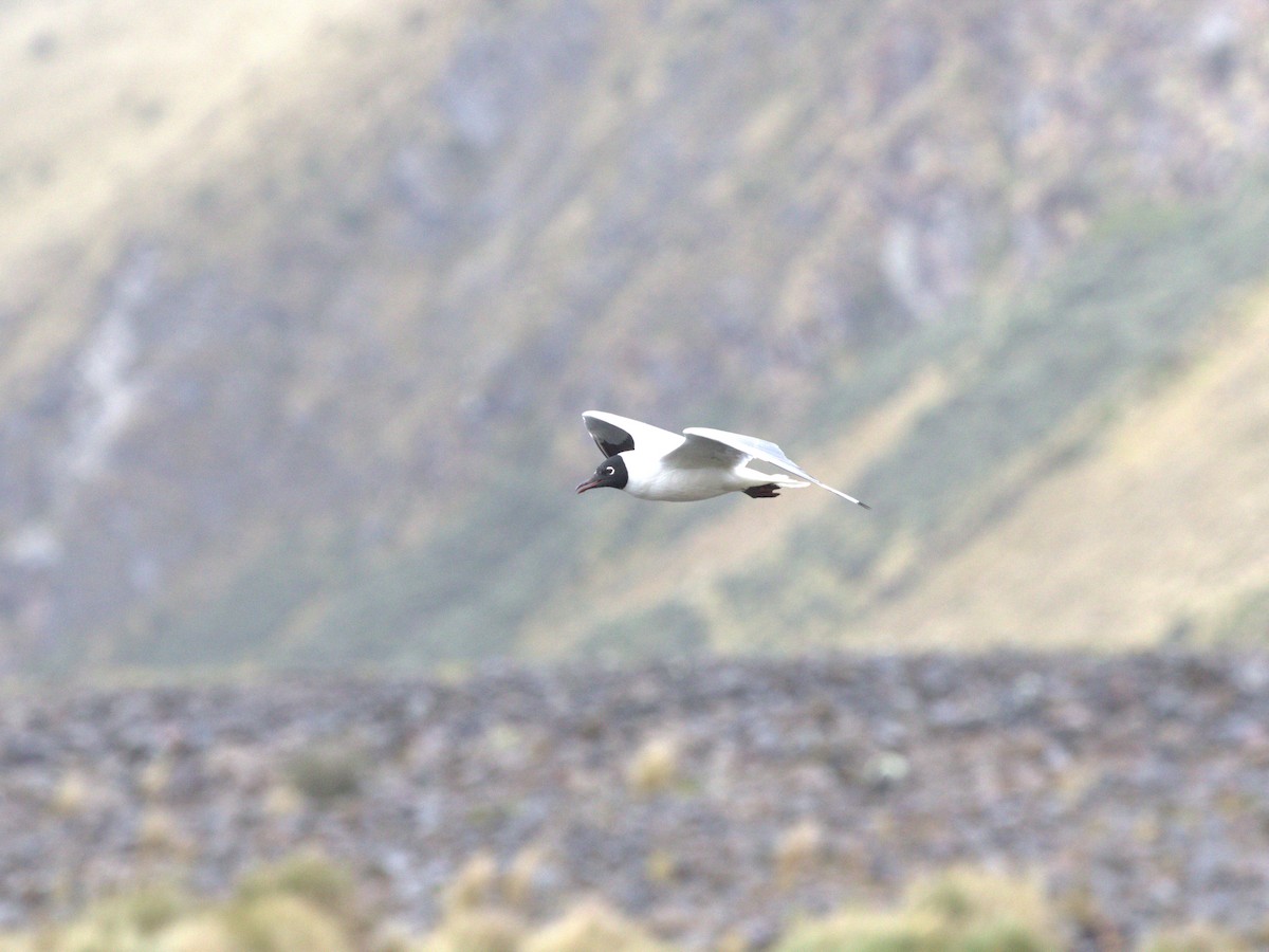 Andean Gull - ML620825886