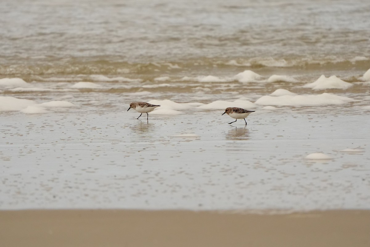 Bécasseau sanderling - ML620825889