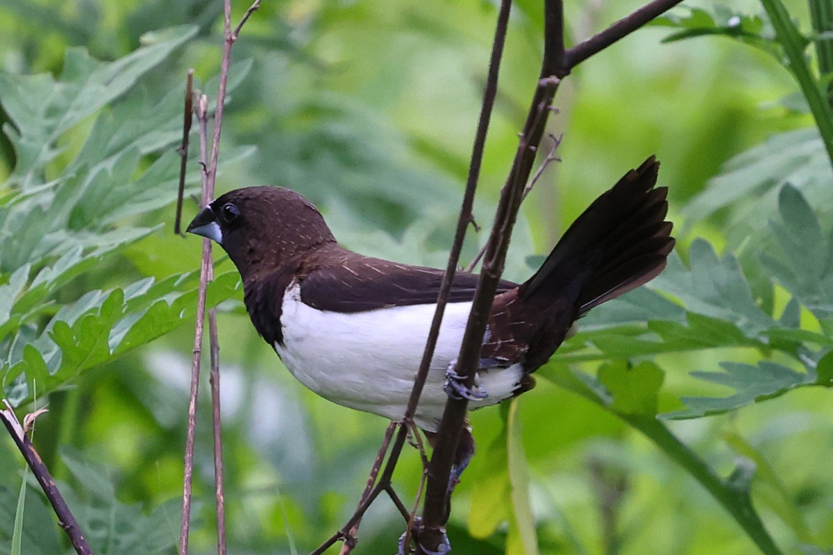 White-rumped Munia - ML620825891