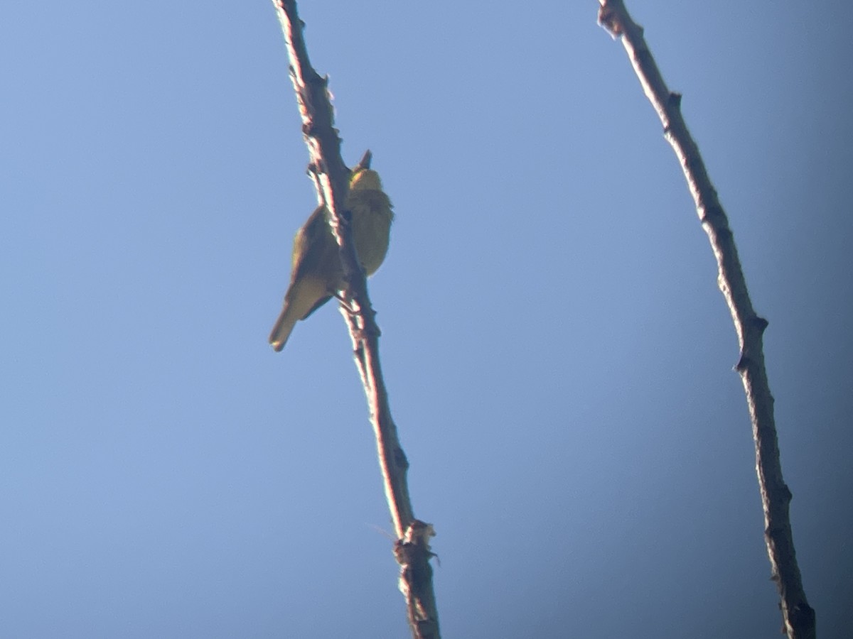 Yellow Warbler - ML620825894