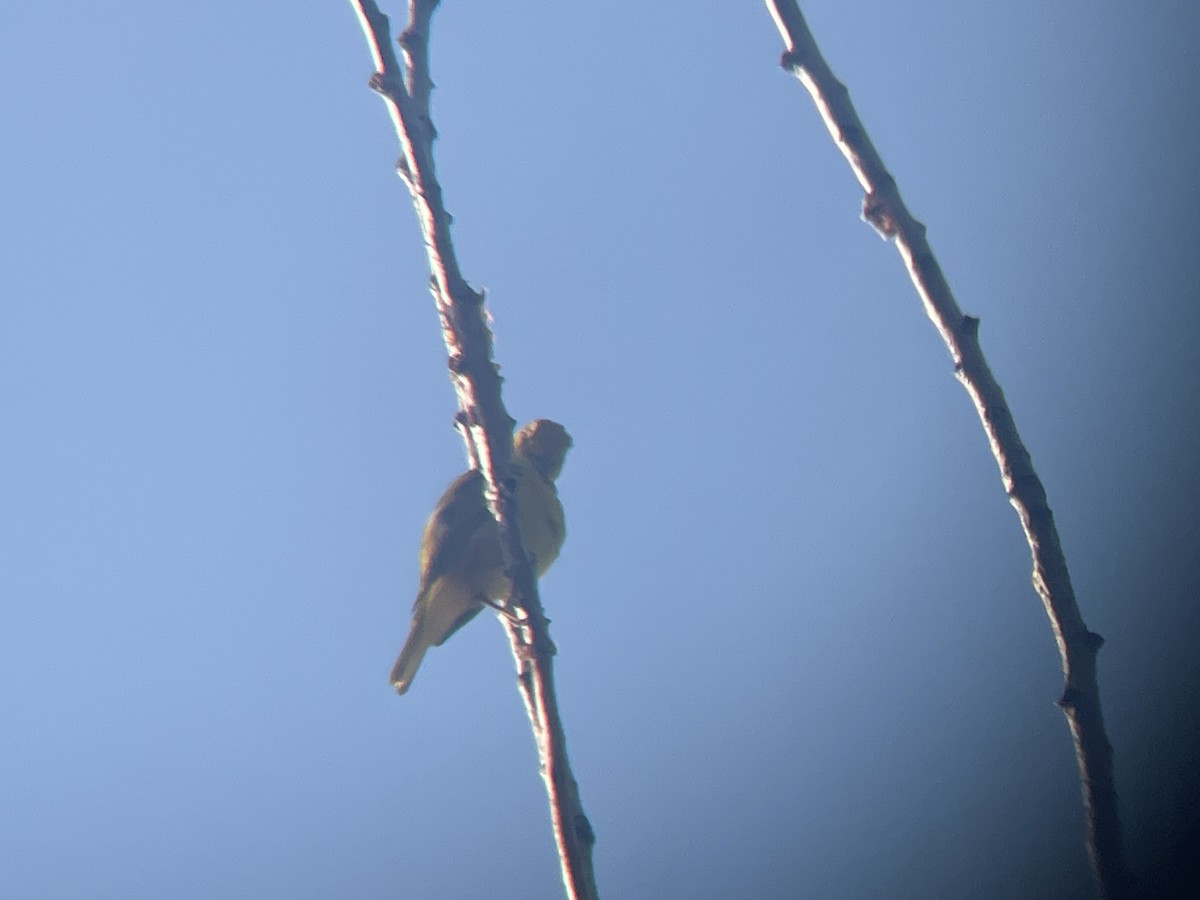 Yellow Warbler - ML620825895