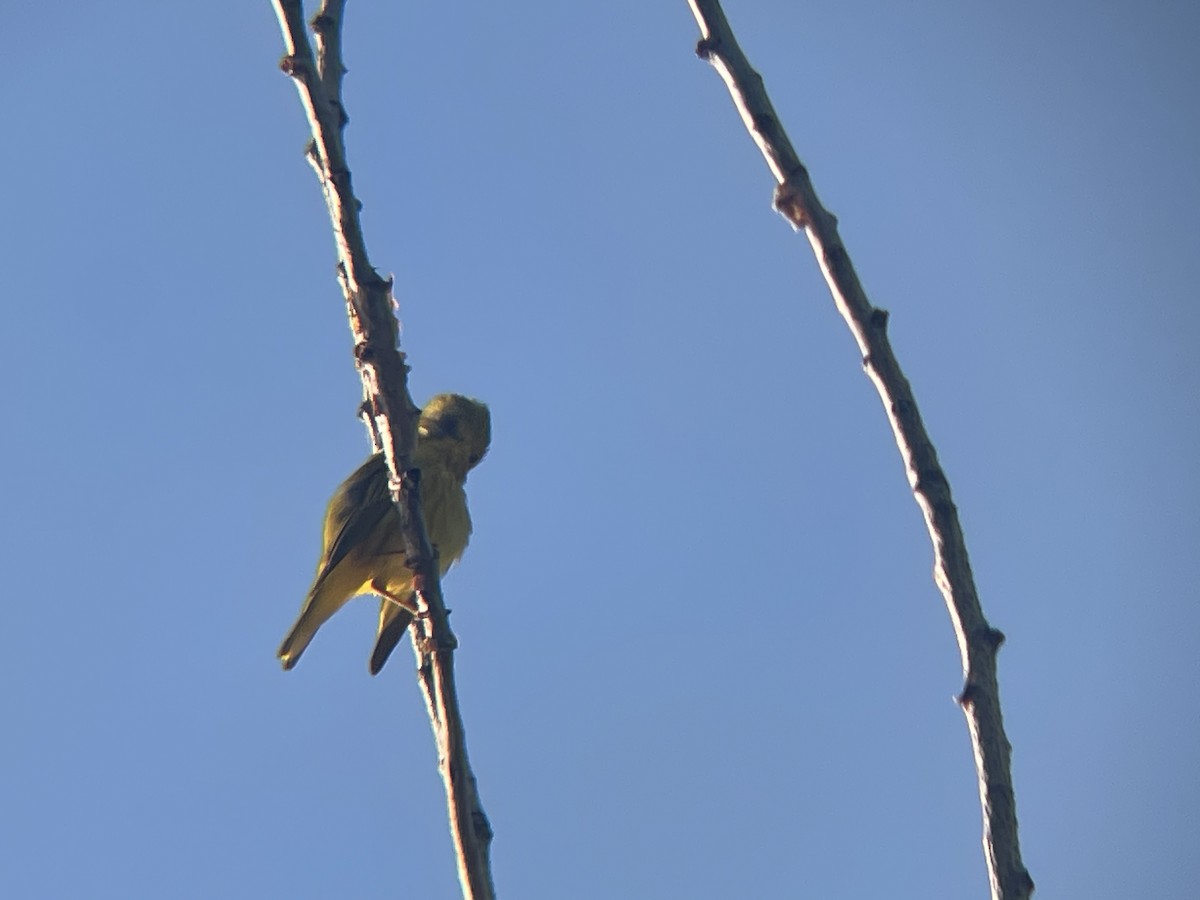 Yellow Warbler - ML620825897