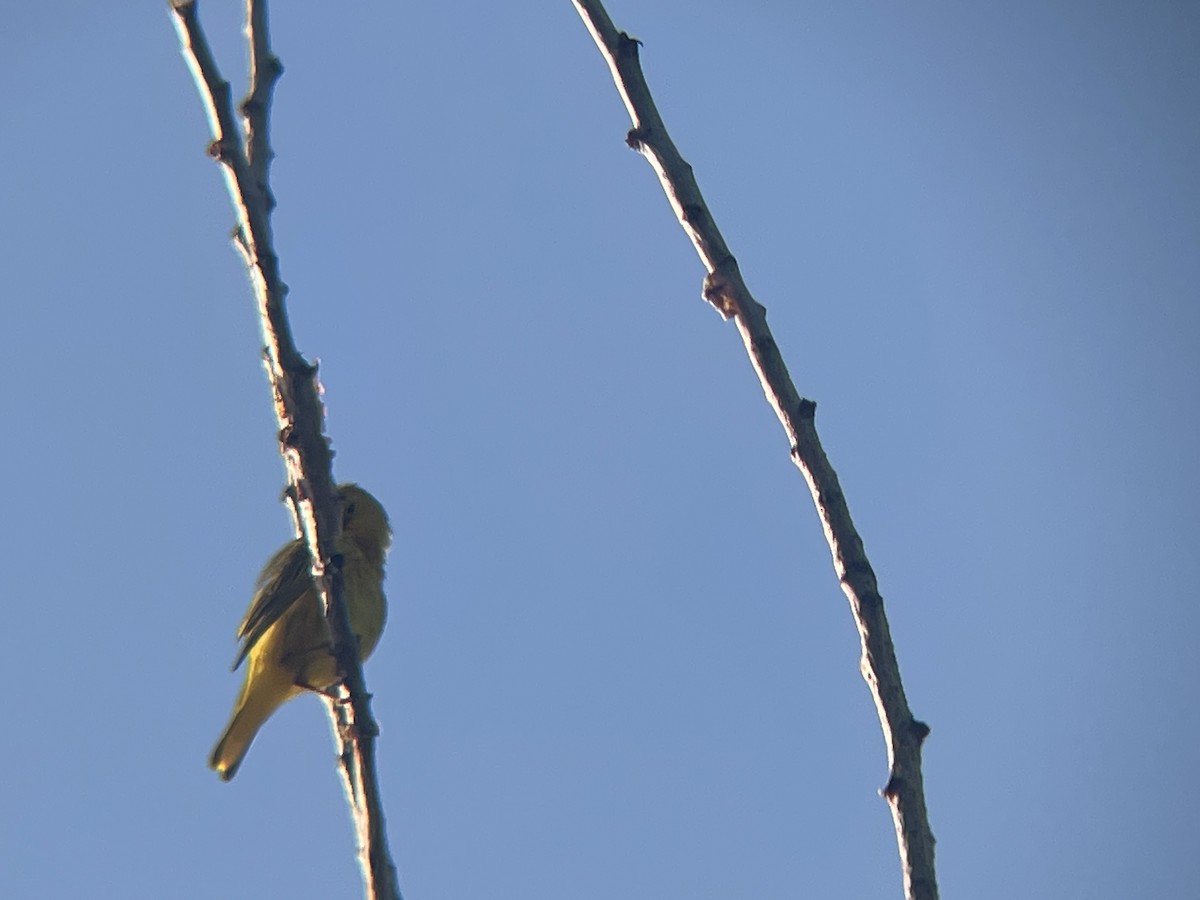 Paruline jaune - ML620825899