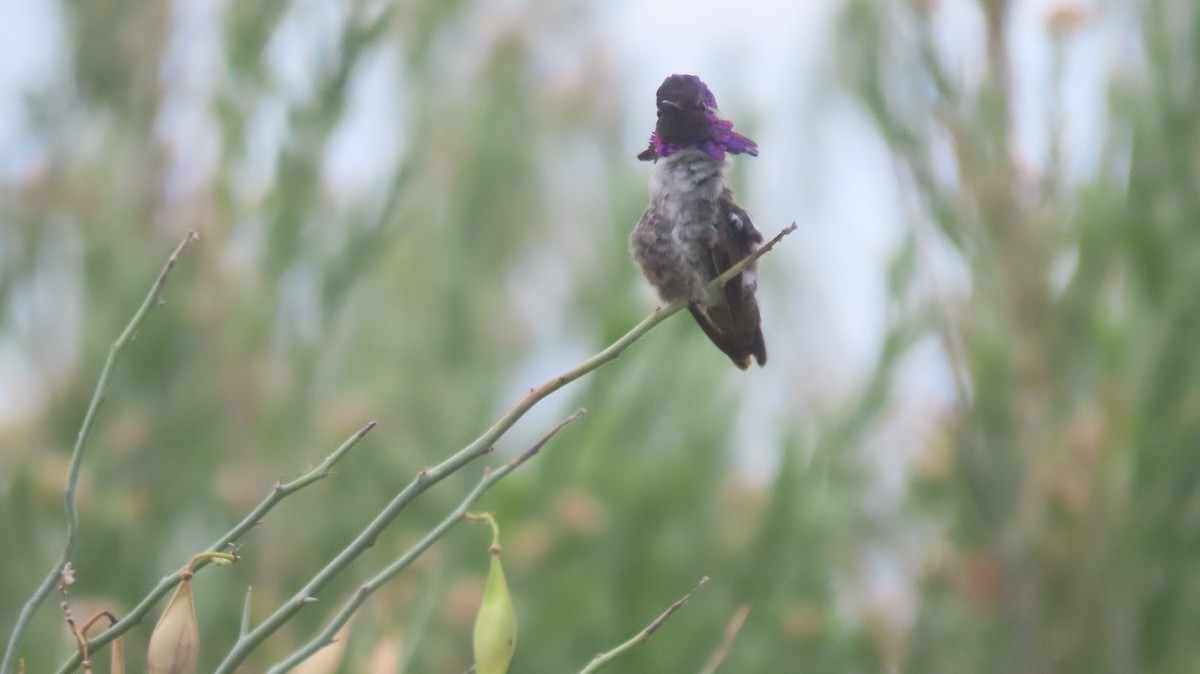 Costa's Hummingbird - ML620825901