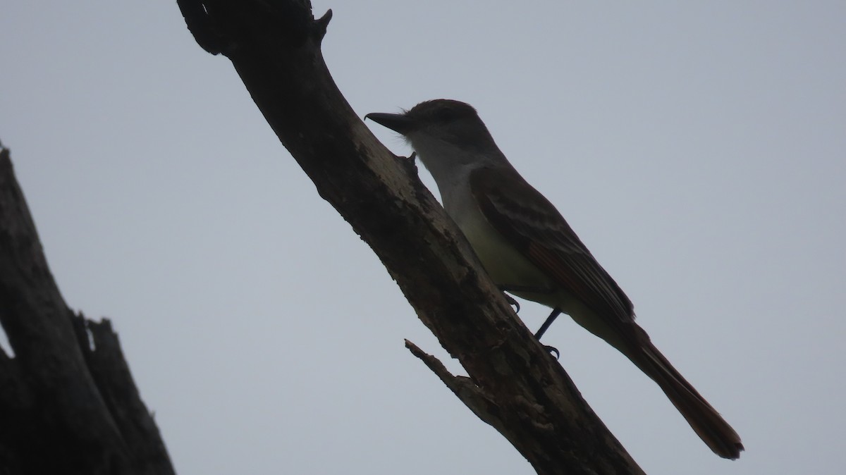 Brown-crested Flycatcher - Anne (Webster) Leight