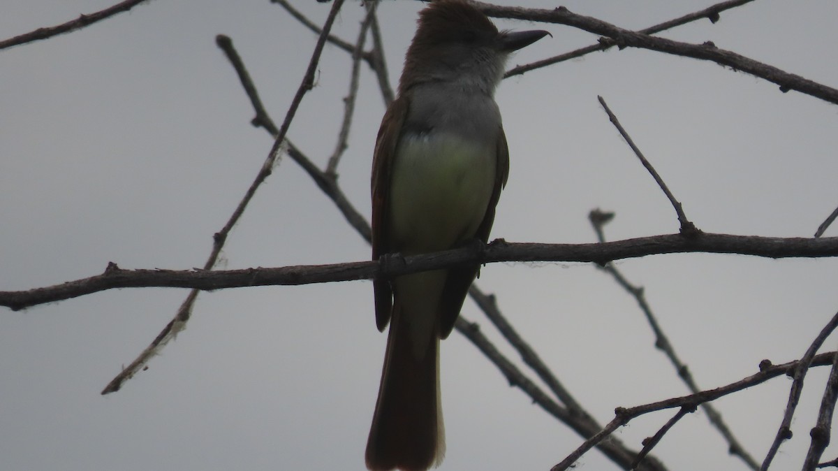 Brown-crested Flycatcher - ML620825923