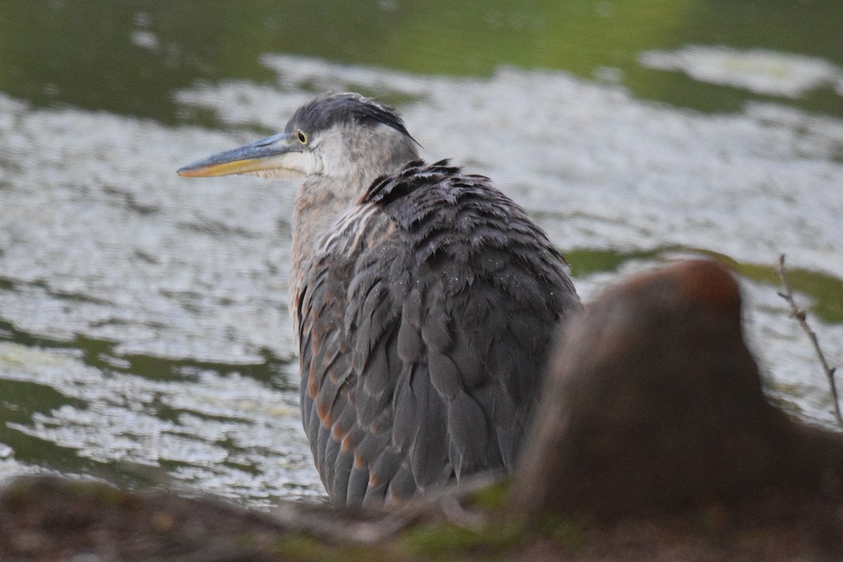 Great Blue Heron - ML620825926