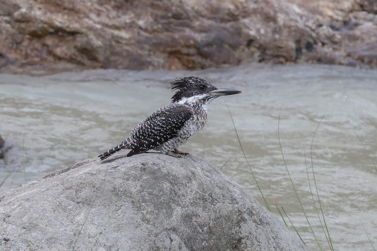 Crested Kingfisher - ML620825928
