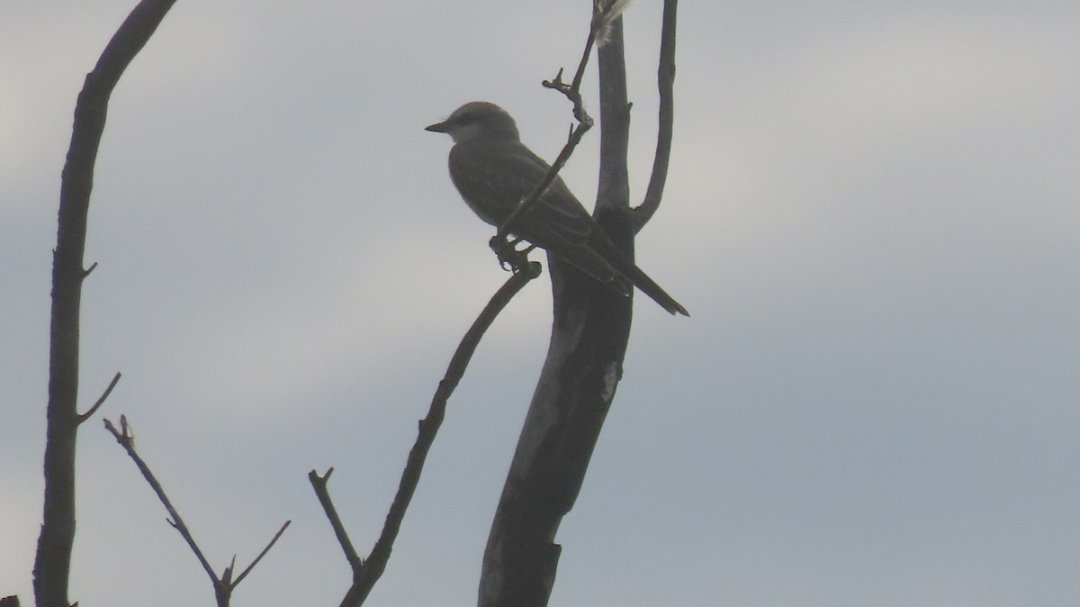 Cassin's Kingbird - ML620825929