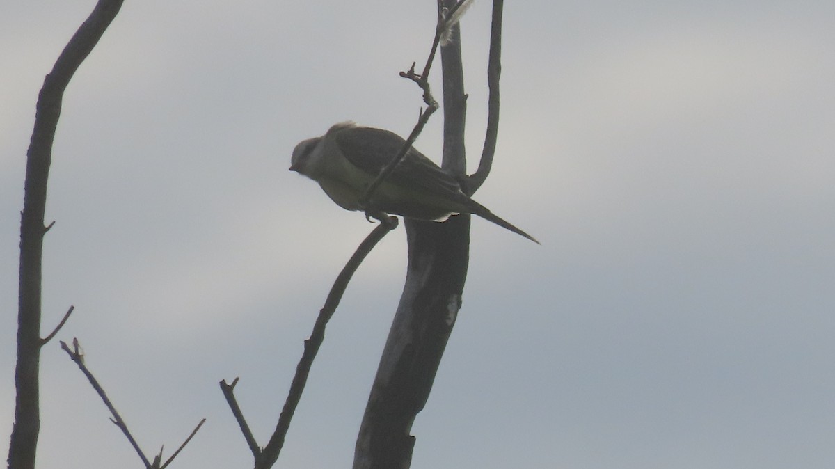 Cassin's Kingbird - ML620825930