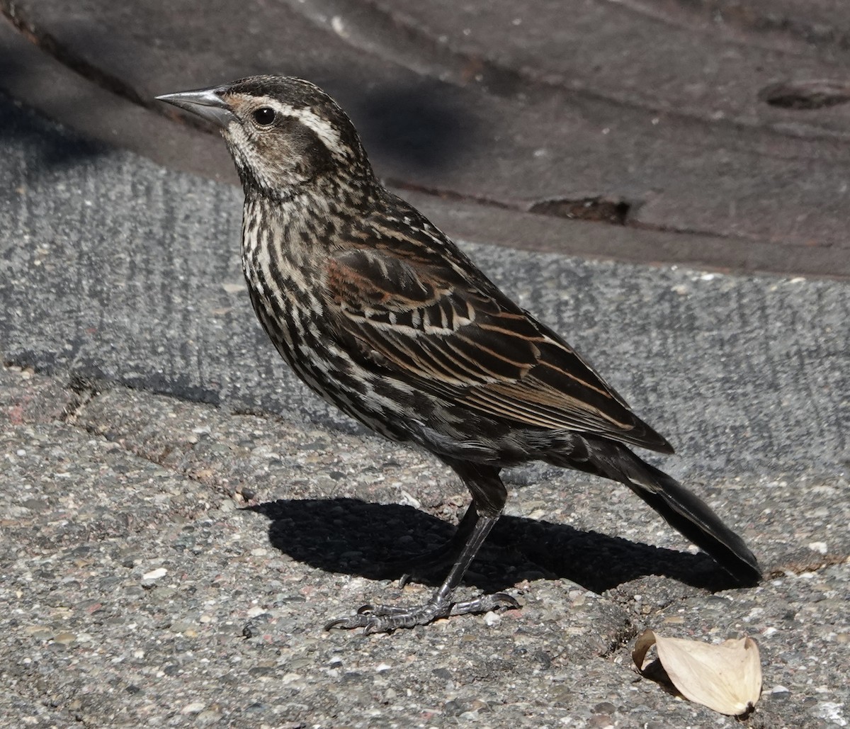 Red-winged Blackbird - Shawneen Finnegan