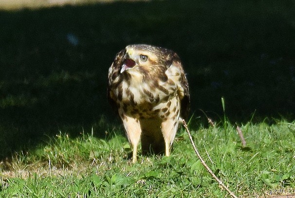 Red-shouldered Hawk - ML620825932