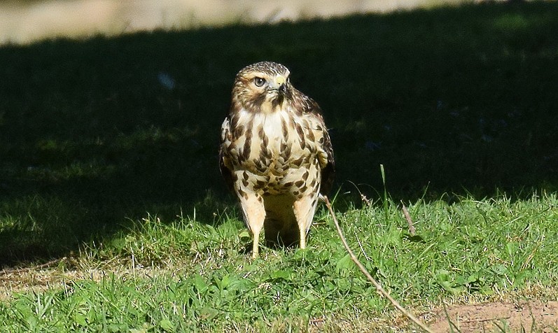 Red-shouldered Hawk - ML620825933