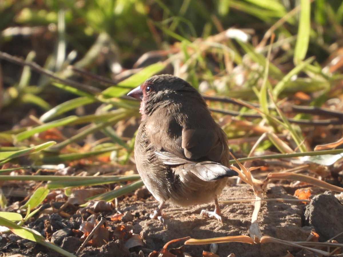 Brown Firefinch - ML620825935