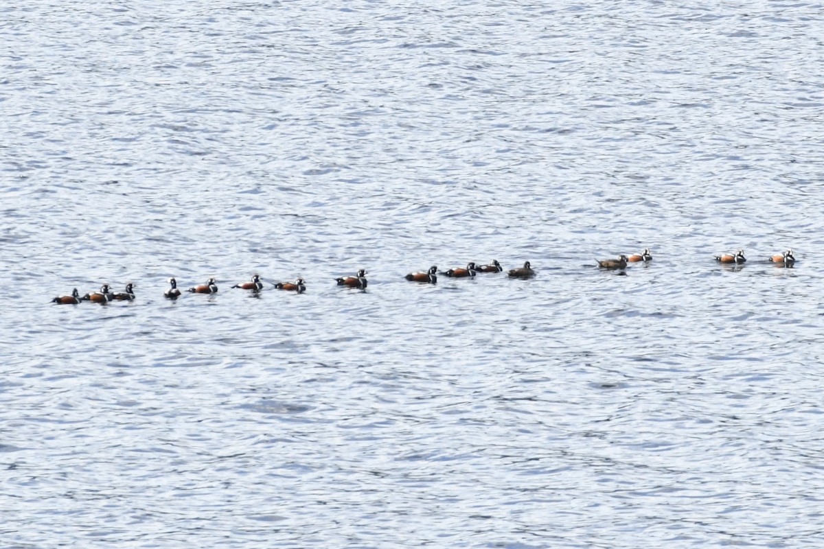 Harlequin Duck - ML620825936