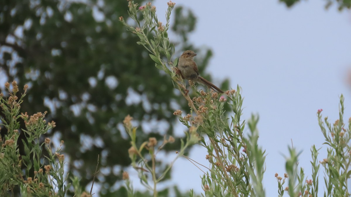 Song Sparrow - ML620825937