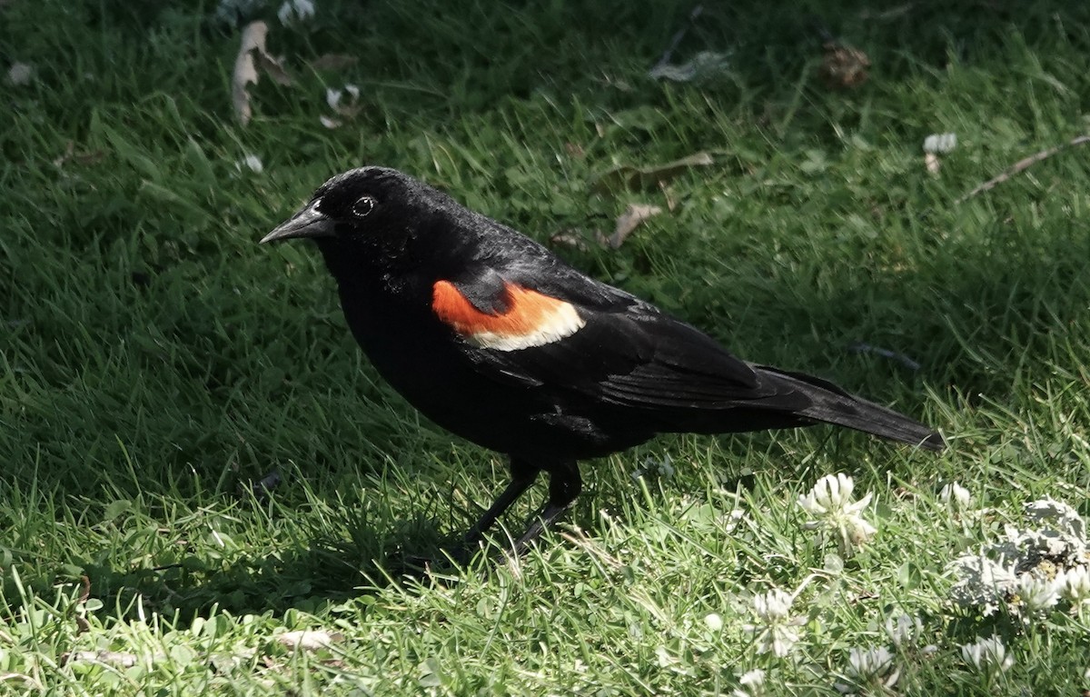 Red-winged Blackbird - ML620825939