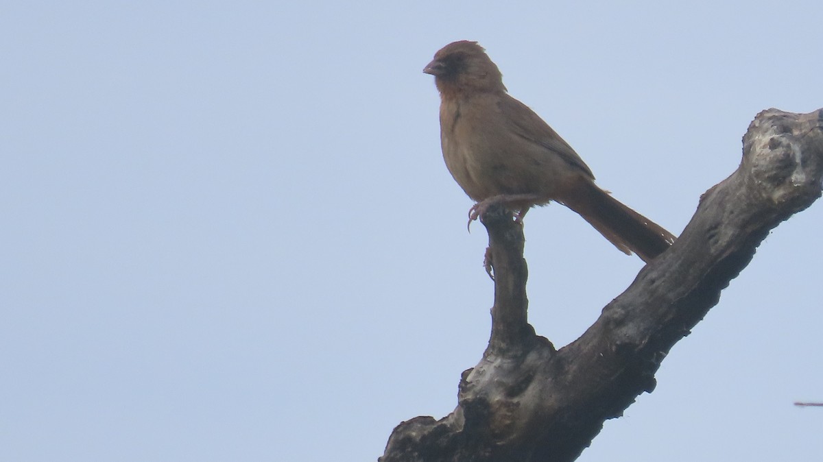 Abert's Towhee - ML620825940