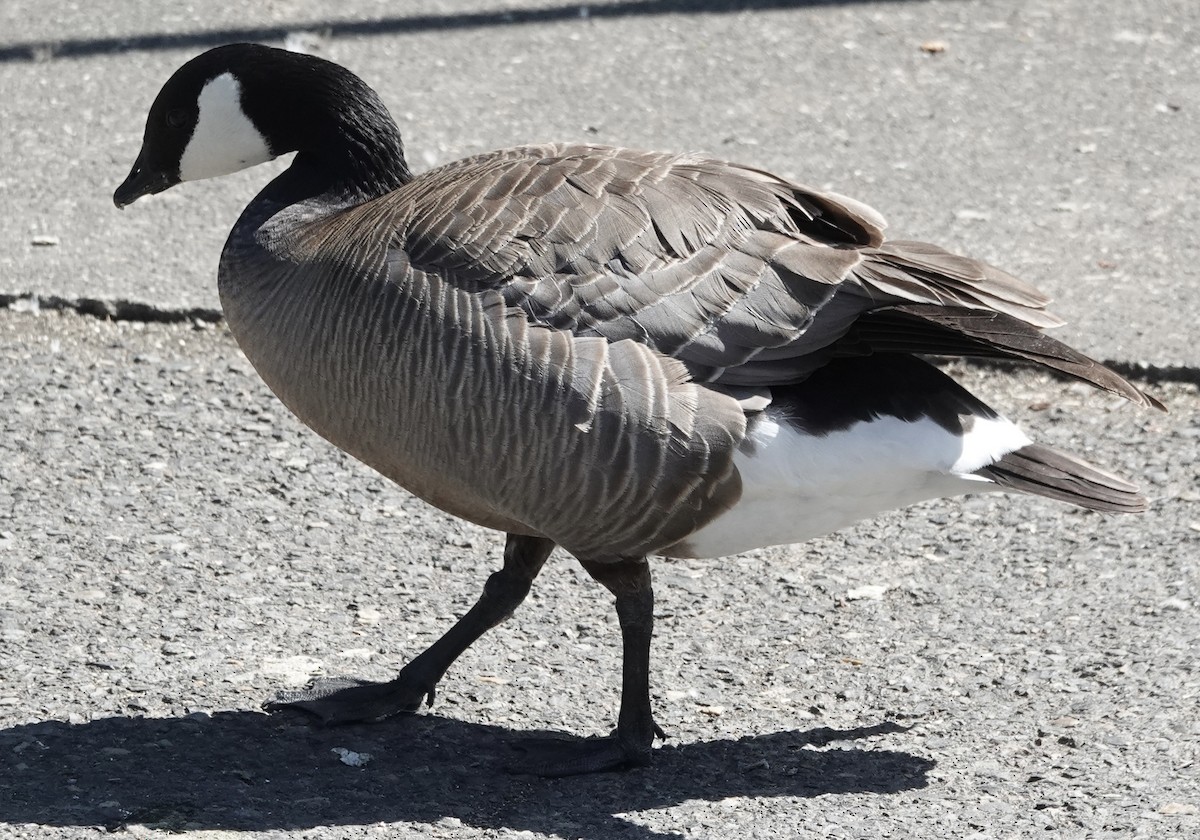 Cackling Goose - ML620825948