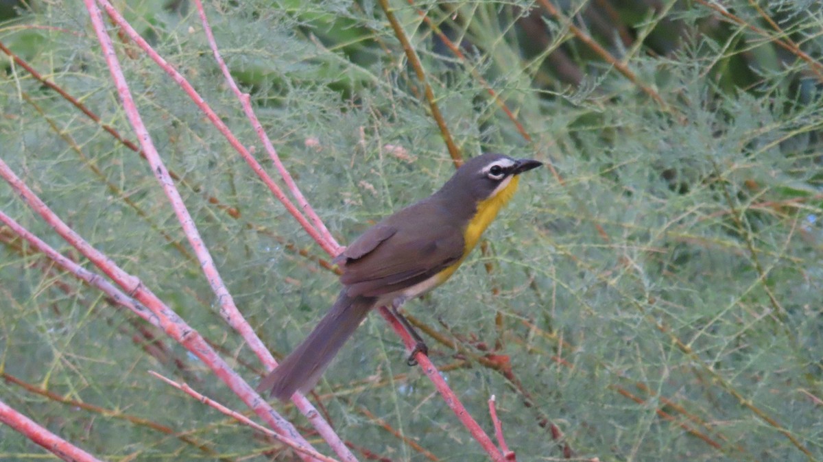 Yellow-breasted Chat - ML620825950