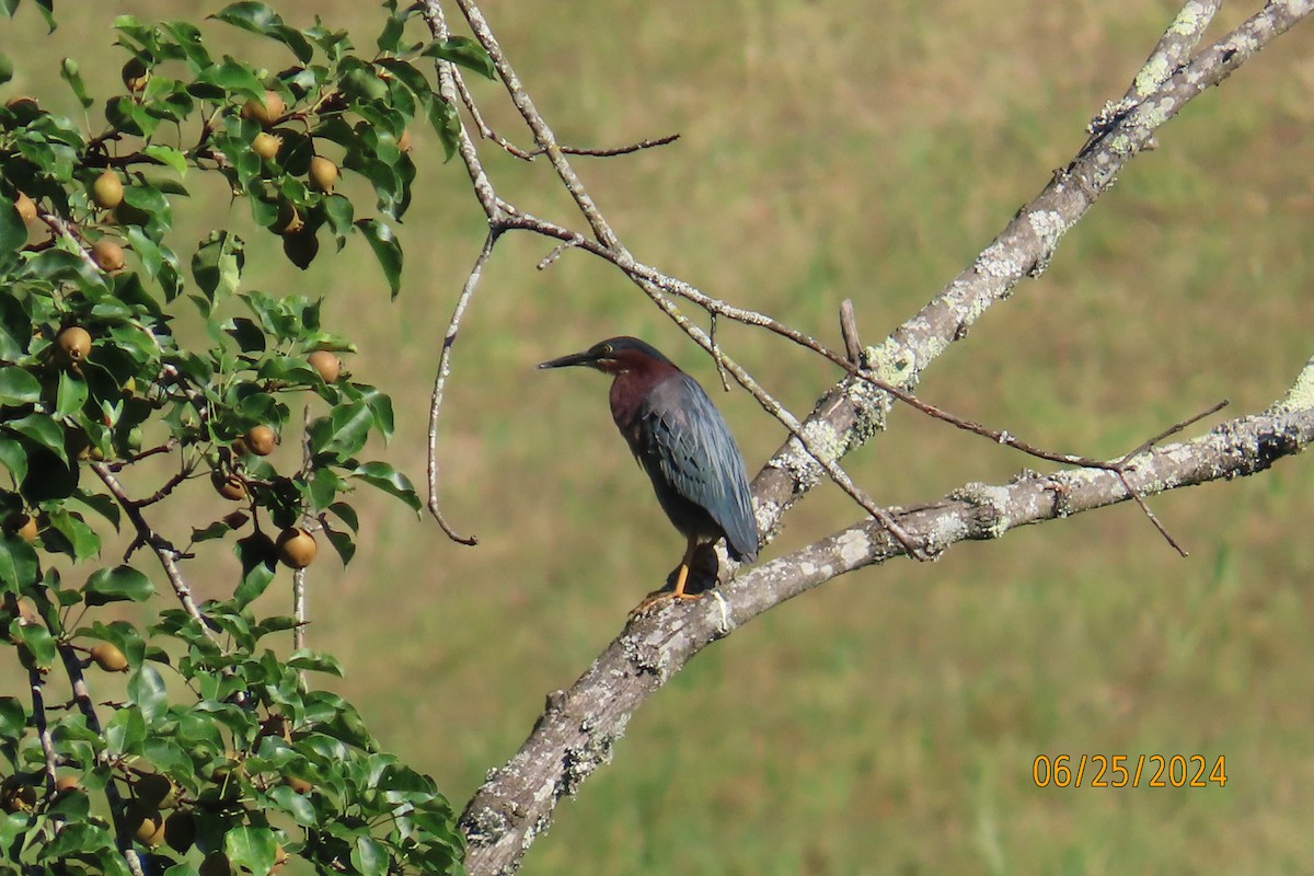 Green Heron - ML620825954