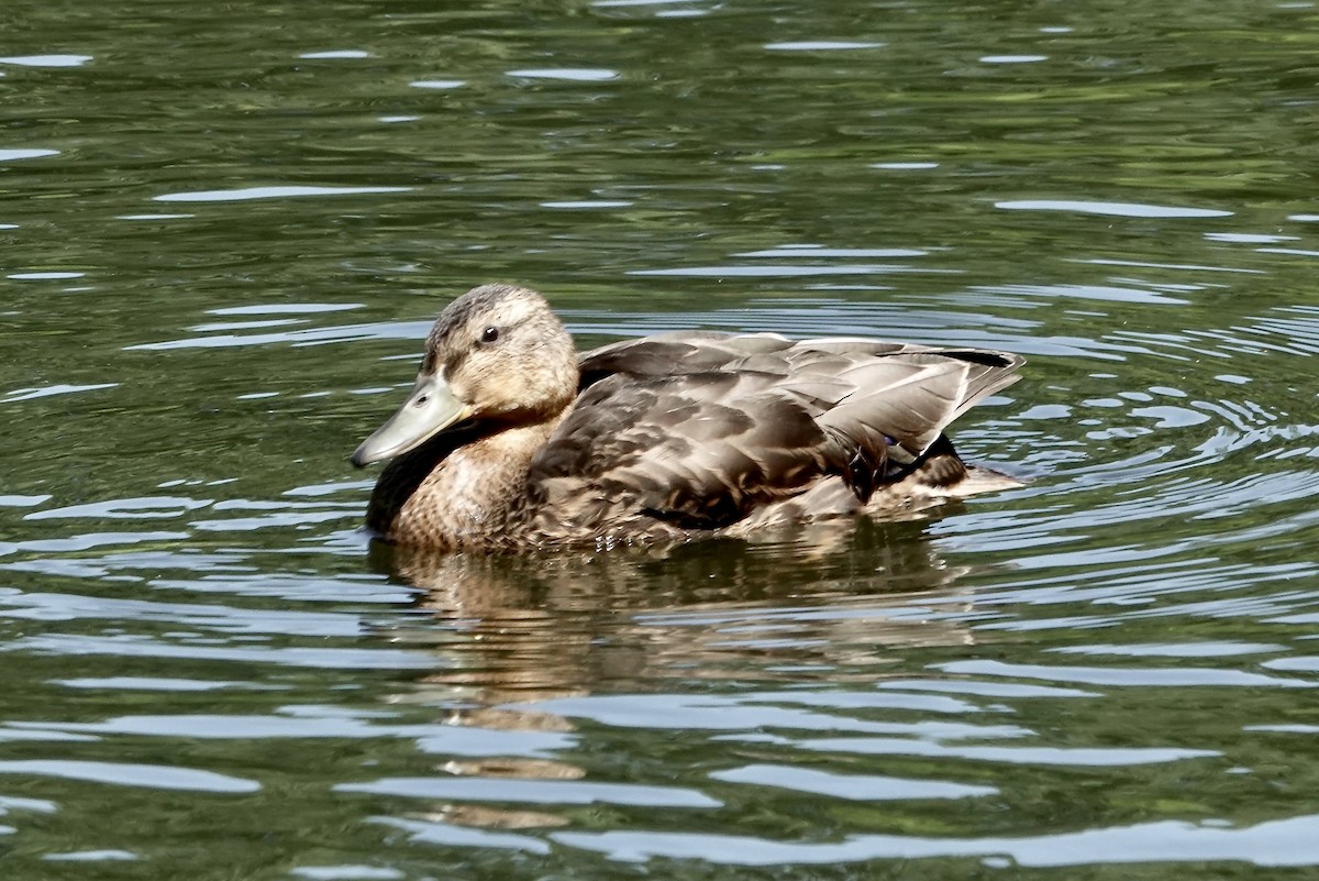 tanımsız ördek (Anatinae sp.) - ML620825961