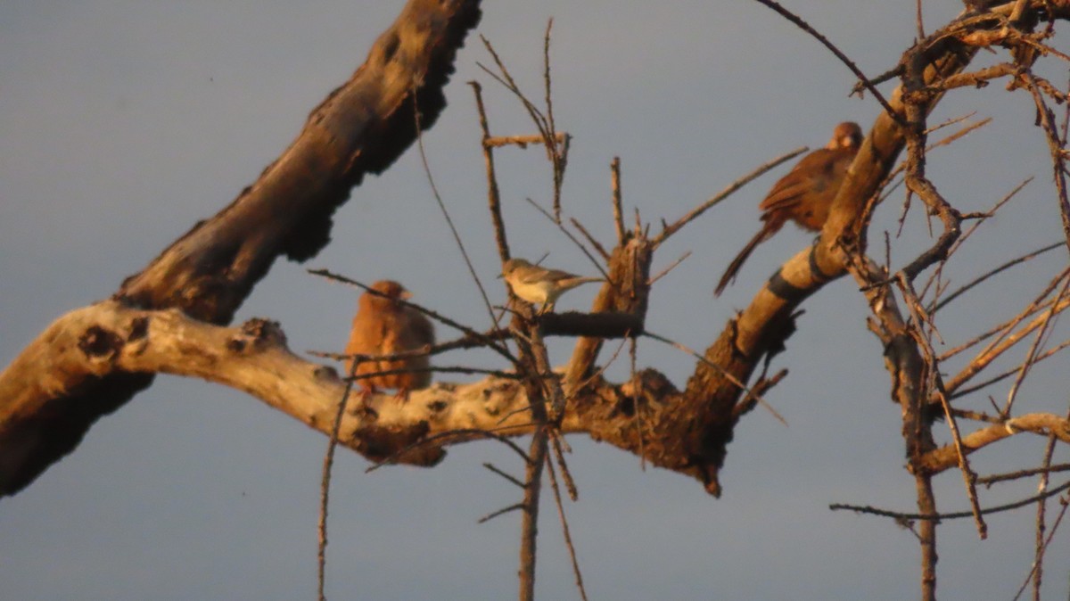 Lucy's Warbler - ML620825962