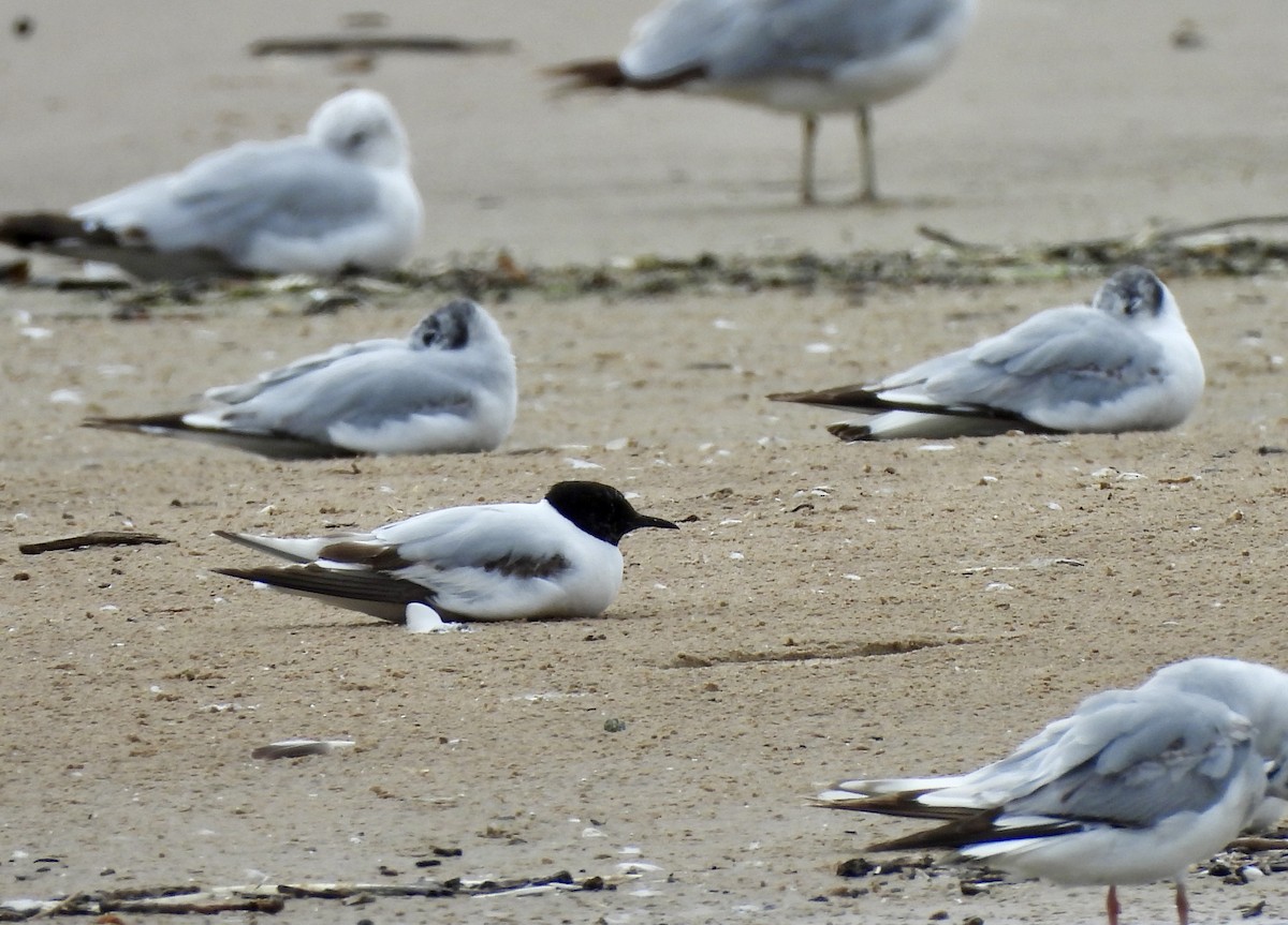 Gaviota Enana - ML620825965