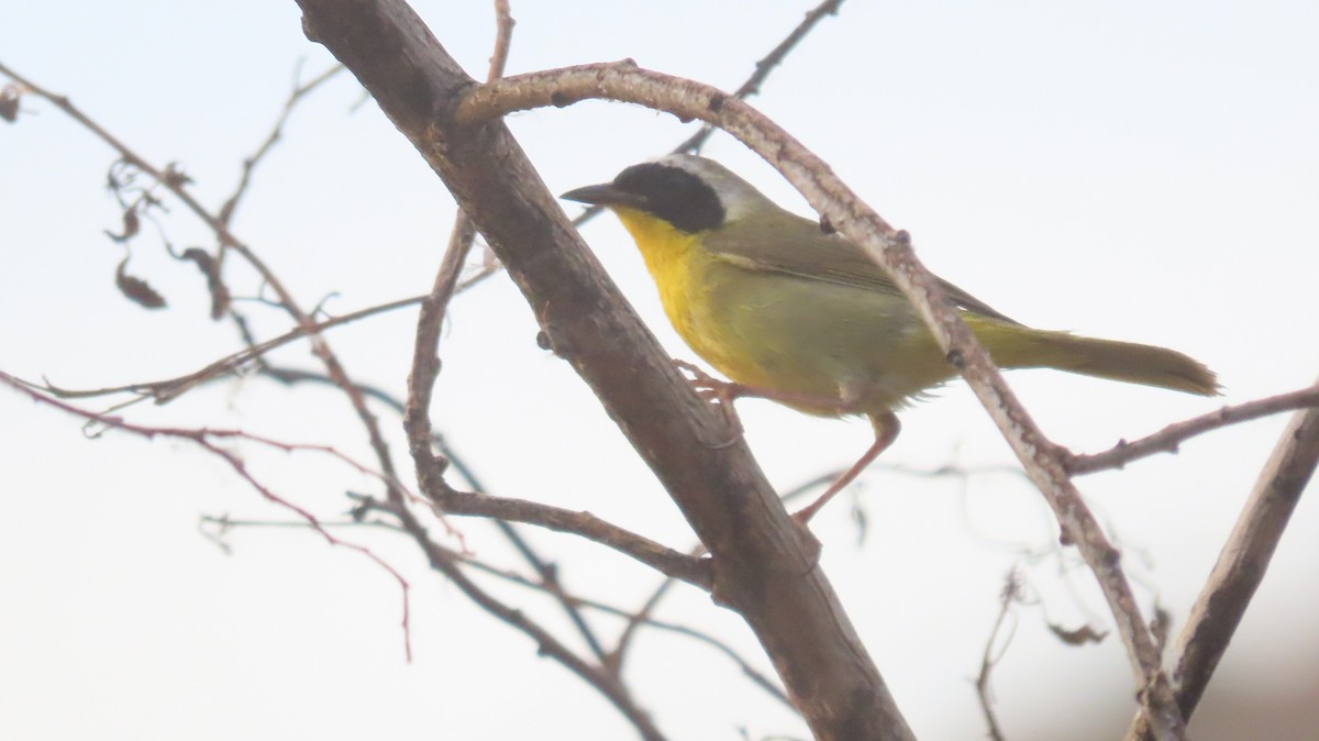 Common Yellowthroat - ML620825966