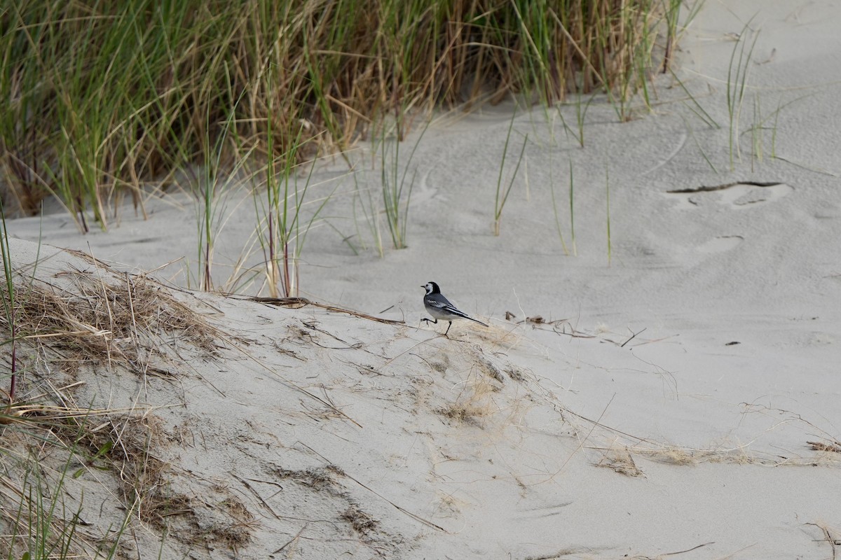 White Wagtail - ML620825967