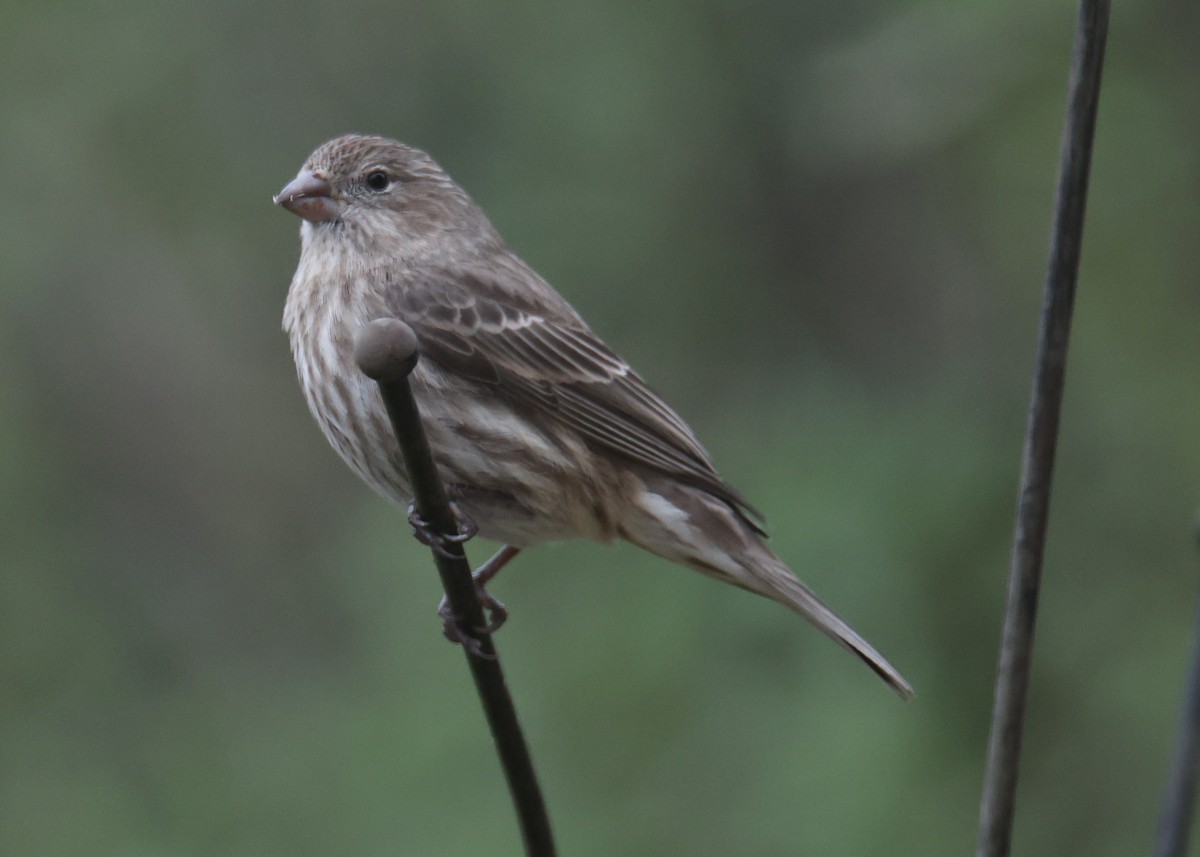 House Finch - ML620825968